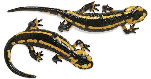 Salamander